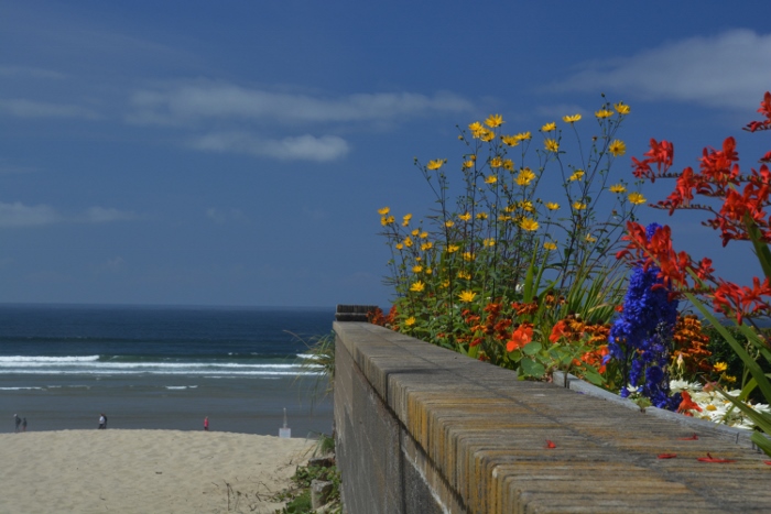 a wall of flowers against the beach backdrop